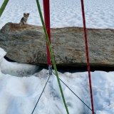 Le chihuahua a suivi de près l'opération de sauvetage de son maître. Air Zermatt
